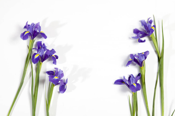 the Violet Irises xiphium (Bulbous iris, Iris sibirica) on white background with space for text. Top view, flat lay. Holiday greeting card for Valentine's Day, Woman's Day, Mother's Day, Easter! - Foto, afbeelding