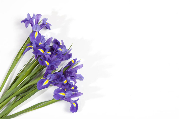 the Violet Irises xiphium (Bulbous iris, sibirica) on white background with space for text. Top view, flat lay. Holiday greeting card for Valentine's Day, Woman's Day, Mother's Day, Easter! - Photo, Image
