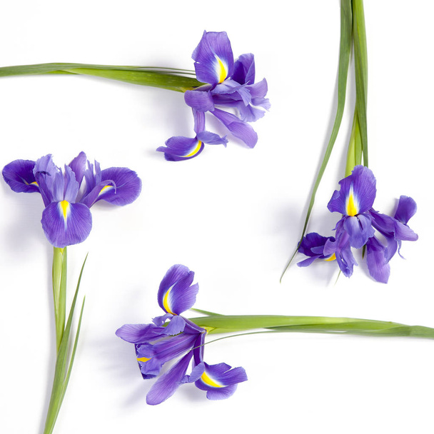 the Violet Irises xiphium (Bulbous iris, Iris sibirica) on white background with space for text. Top view, flat lay. Holiday greeting card for Valentine's Day, Woman's Day, Mother's Day, Easter! - Photo, Image