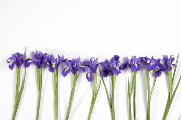 the Violet Irises xiphium (Bulbous iris, Iris sibirica) on white background with space for text. Top view, flat lay. Holiday greeting card for Valentine's Day, Woman's Day, Mother's Day, Easter! - Foto, immagini