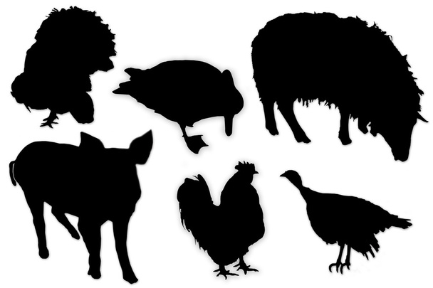 Black silhouettes of domestic animals and birds - Photo, Image