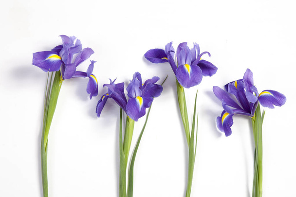 the Violet Irises xiphium (Bulbous iris, Iris sibirica) on white background with space for text. Top view, flat lay. Holiday greeting card for Valentine's Day, Woman's Day, Mother's Day, Easter! - Foto, Bild