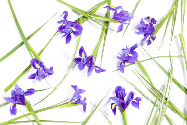 the Violet Irises xiphium (Bulbous iris, Iris sibirica) on white background with space for text. Top view, flat lay. Holiday greeting card for Valentine's Day, Woman's Day, Mother's Day, Easter! - Foto, Imagen