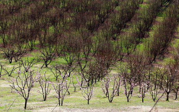 Drzew migdałowych w wiosenny i orzechów laskowych krzaki w tle na pagórkowaty krajobraz z włoskiej prowincji Piemont - Zdjęcie, obraz
