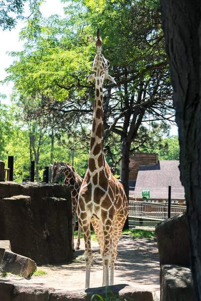 Big giraffe in a Milwaukee county zoo - Fotoğraf, Görsel