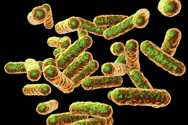 Bartonella quintana βακτήρια, ο αιτιολογικός παράγοντας της τάφρου πυρετός - Φωτογραφία, εικόνα