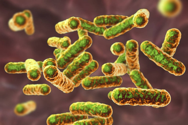 La bactérie Bartonella quintana, l'agent causal de la fièvre des tranchées
 - Photo, image