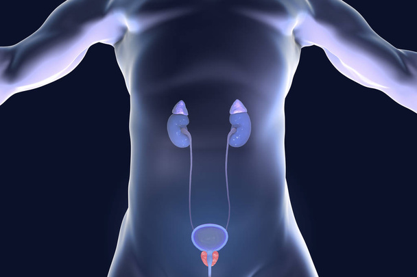 Prostata, zvýrazněné uvnitř mužského těla - Fotografie, Obrázek