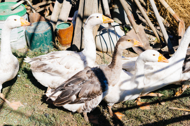 on the street in the sun a lot of white and gray domestic geese - Foto, Imagen