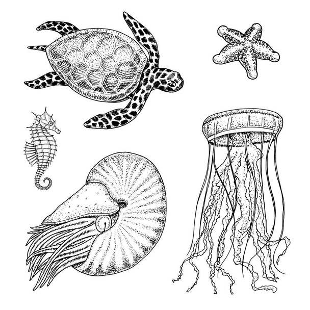 tengeri teremtmény tengeri vagy a zöld teknős és a csikóhal. Nautilus pompilius, medúza és tengeri csillag vagy puhatestű. vésett kézzel rajzolt régi vázlat, vintage stílusú. tengeri vagy tengeri. állatok az óceánban - Vektor, kép