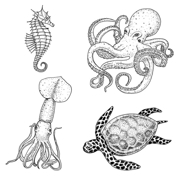 Fishes or Seafood or sea creature cheloniidae or green turtle and seahorse. octopus and squid, calamari. engraved hand drawn in old sketch, vintage style. nautical or marine. animals in the ocean. - Vector, Imagen