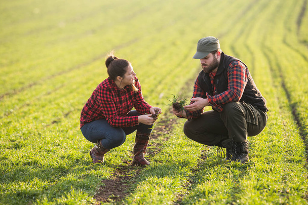 Jonge landbouwers Publieksdiplomatie geplant jonge tarwe tijdens winterseizoen - Foto, afbeelding