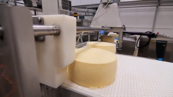 Automatical process of cheese production. Cheese rounds on conveyor belt - Footage, Video