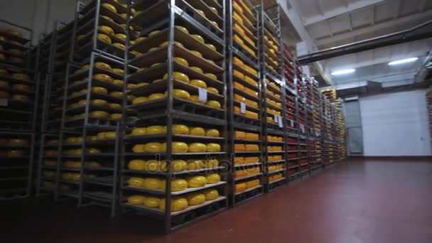 Γαλακτοβιομηχανία αποθήκη. Τυρί γύρους στα ράφια χάλυβα - Πλάνα, βίντεο