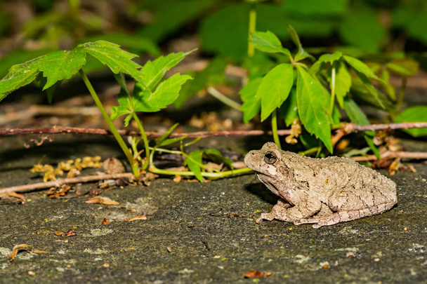 Northern Gray Tree Frog - Photo, Image