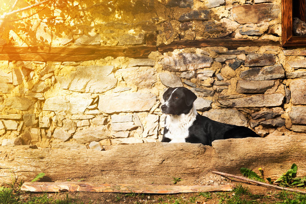 Μαύρο και άσπρο σκυλί που ξαπλώνει σε ένα πέτρινο πεζούλι - Φωτογραφία, εικόνα