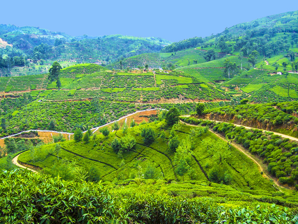 Зелений чай у Шрі - Ланці. - Фото, зображення
