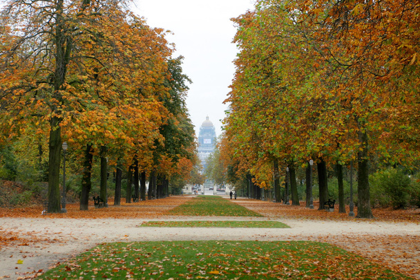 Callejón de los árboles en Brussel
 - Foto, Imagen