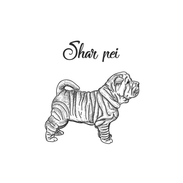 Порода Шарпей векторной иллюстрации собак
.  - Вектор,изображение