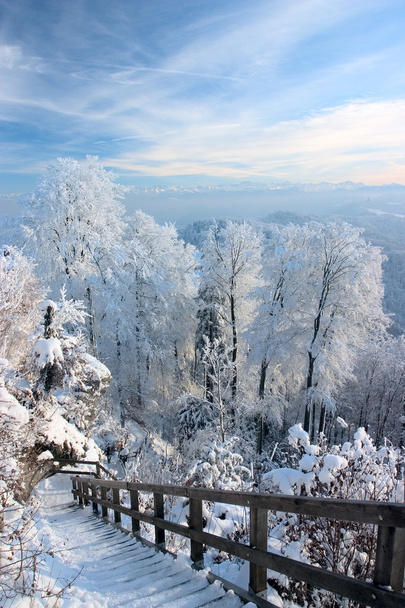 Bäume mit weißem Frost bedeckt - Foto, Bild