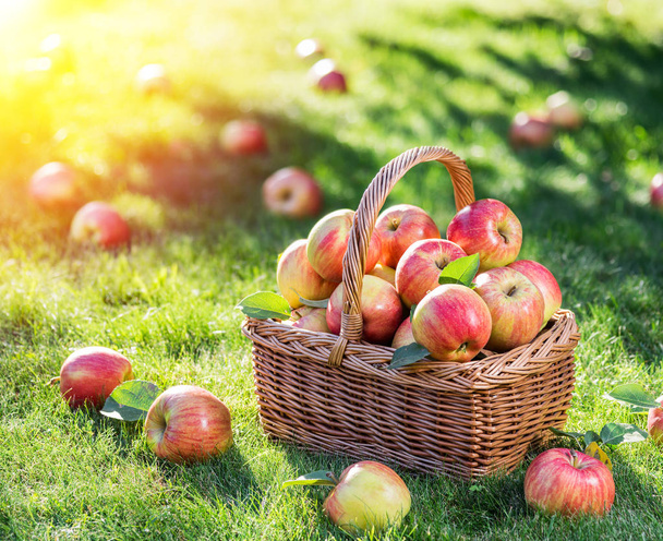 Apple harvest. Ripe red apples in the basket on the green grass. - Фото, зображення