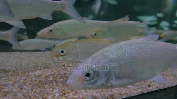 Bacalao de peces de plata nadando en un enorme acuario
 - Metraje, vídeo
