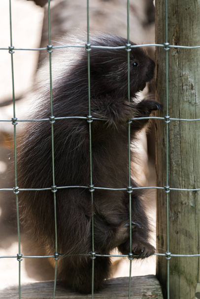 Small young porcupine sitting on the fence - Foto, afbeelding