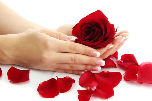 Beautiful woman hands with rose, isolated on white - Fotografie, Obrázek