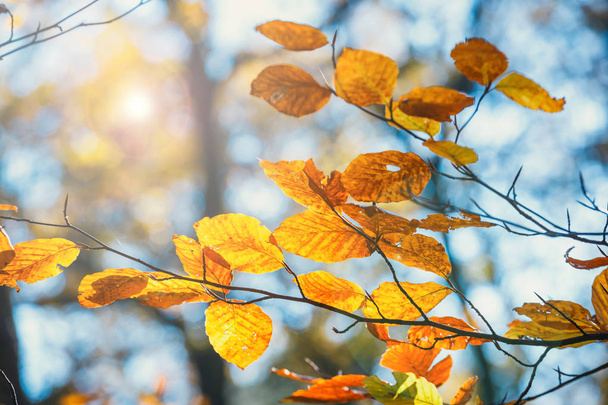 Πολύχρωμα φύλλα του φθινοπώρου με μπλε ουρανό στο παρασκήνιο - Φωτογραφία, εικόνα