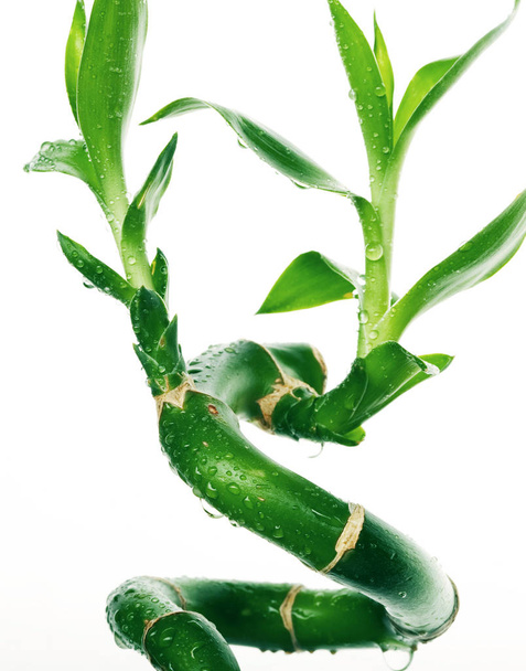 lucky bamboo over white background - Foto, immagini