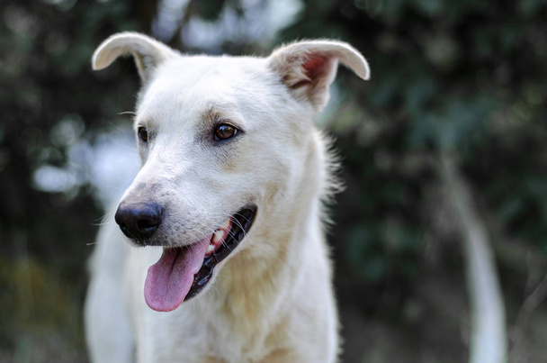Beyaz bir köpek büyük bir portresi - Fotoğraf, Görsel