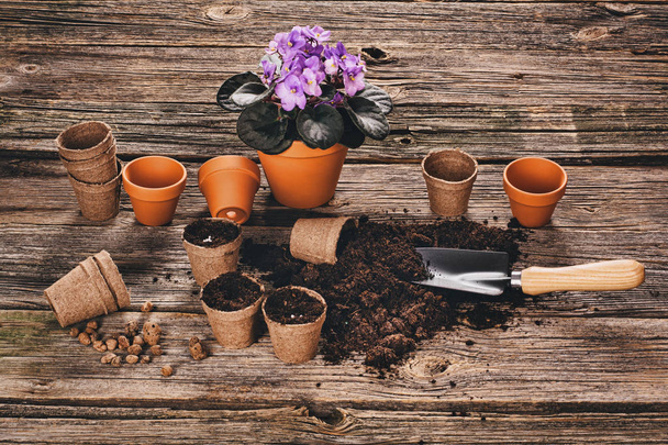 Planting a potted plant on natural wooden background in garden - 写真・画像