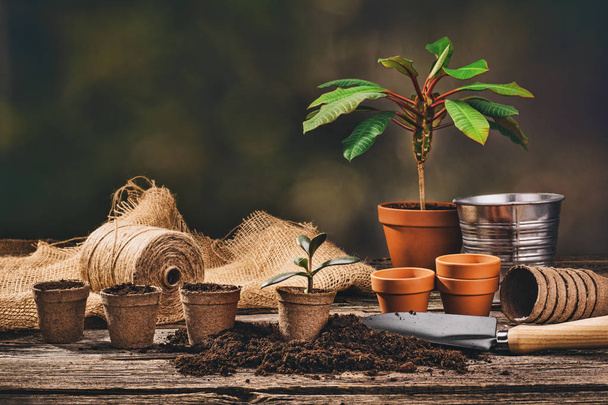 Planting a potted plant on natural wooden background in garden - Foto, Bild