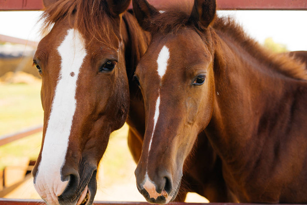 macro shot of two brown beautiful horses - Foto, imagen