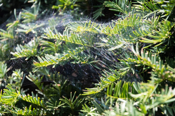 Spider web on a pine tree branches - Fotoğraf, Görsel