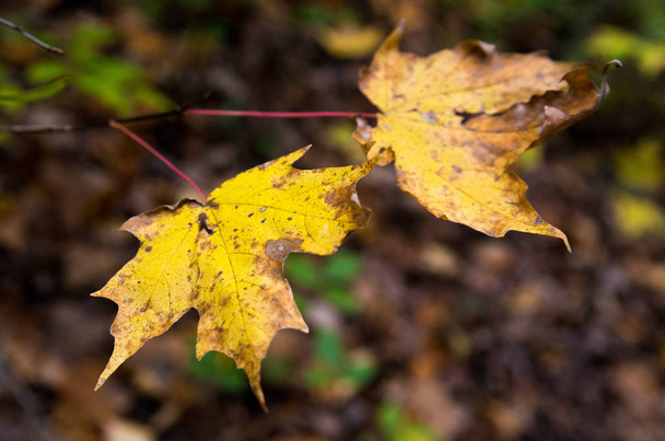 Beautiful colorful autumn leaves in a park - Foto, Imagem