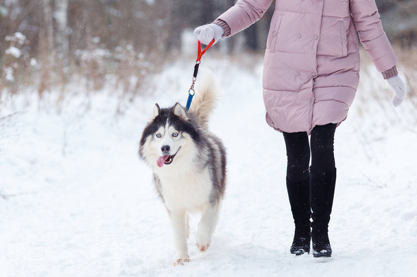 Girl with a dog on a walk in the forest, husky - Foto, Bild