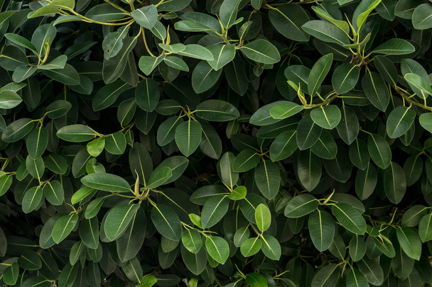 Green leaves texture, foliage backdrop - Foto, imagen
