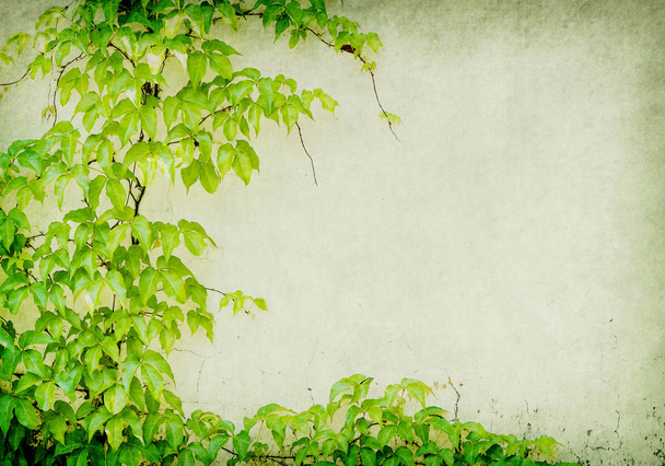 зеленый плющ на старой гранж антикварной бумажной текстуре - Фото, изображение