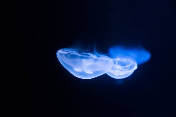 Two blue jellyfishes swimming in a dark water - Photo, image