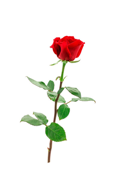Red rose on a white background. The isolated object. - Valokuva, kuva