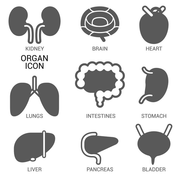 iconos de órganos humanos - Vector, Imagen