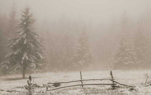 fog in the forest - Foto, Imagem