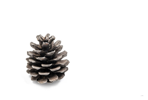 Pine cone on white background - Φωτογραφία, εικόνα