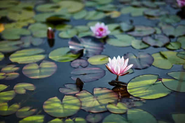   lilies on water close up in open air. Picturesque photo a part of pond with flower in focus. Calm water smooth in windless weather. Tranquil vegetation in natural environment - Foto, immagini