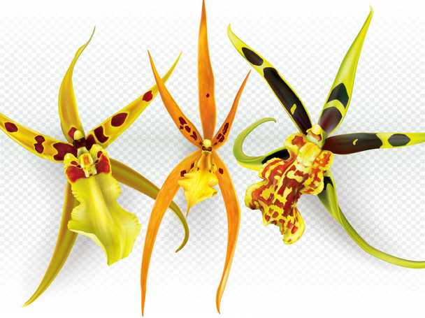 Brassada Banfieldara Aliceara orchids - Vector, Image