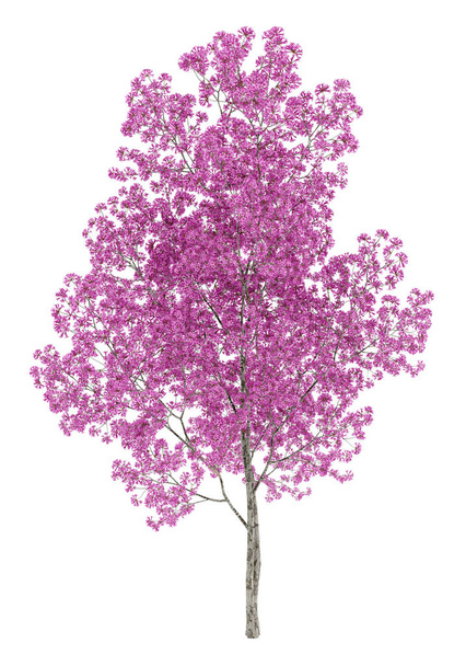 red lapacho tree isolated on white background. 3d illustration - Fotoğraf, Görsel