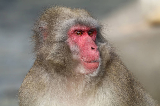 Japanese macaque animal on background - Φωτογραφία, εικόνα