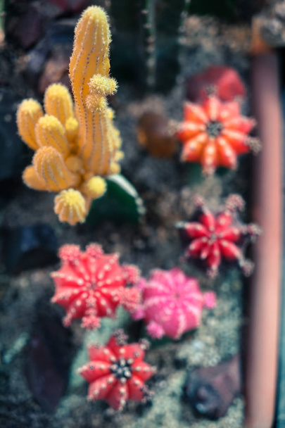 Многие разноцветные кактусы принимаются с близкого расстояния
. - Фото, изображение