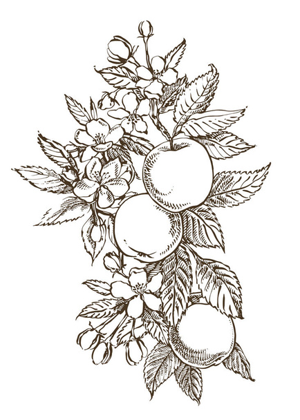 Hand drawn patterns with textured apple illustration. Vintage botanical hand drawn illustration. Spring flowers of apple tree. - Vecteur, image